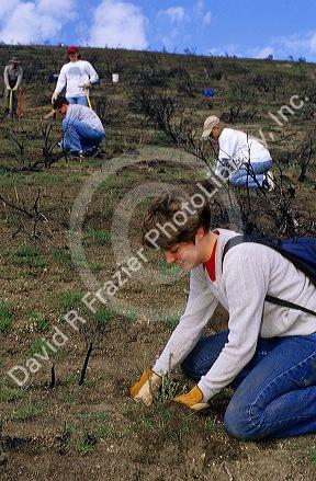 Student volunteers planting sage brush in an area burned by a wild fire, Idaho.
