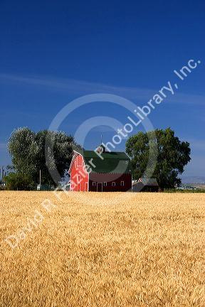 A farm near Burley, Idaho with wheat field and red barn.