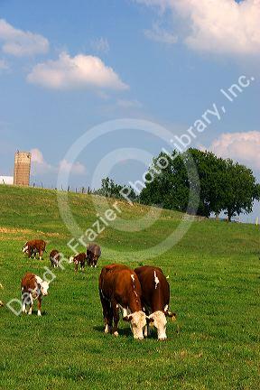 Hereford cattle graze in a green pasture at Mt. Pleasant, Iowa.