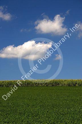 Corn and soy bean crops, Iowa.