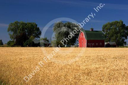 A farm near Burley, Idaho with wheat field and red barn.
