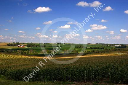 Farmland along US 6 in west central Iowa.
