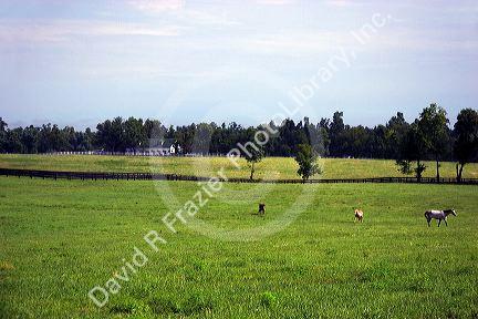Bluegrass field with horses near Lexington, Kentucky.