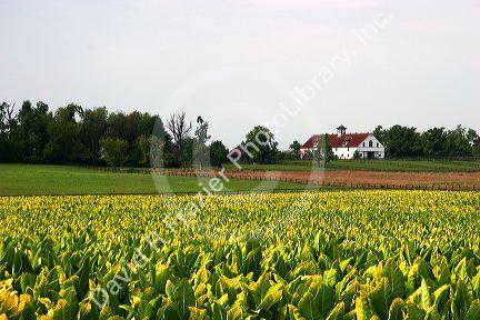 Tobacco farm near Lexington, Kentucky.
