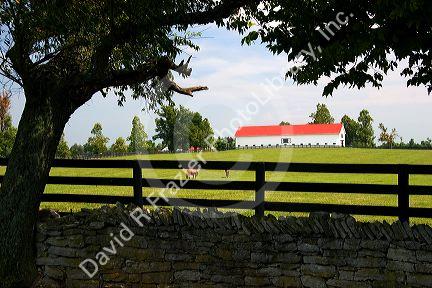 Horses graze on a farm near Lexington, Kentucky behind stone and wood fences.