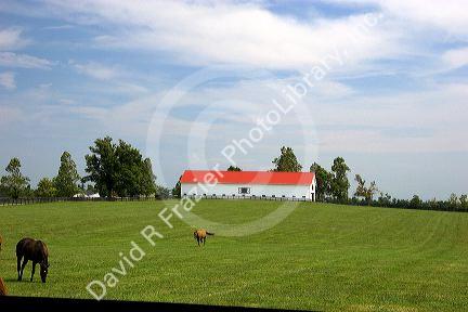 Horses graze on a farm near Lexington, Kentucky.