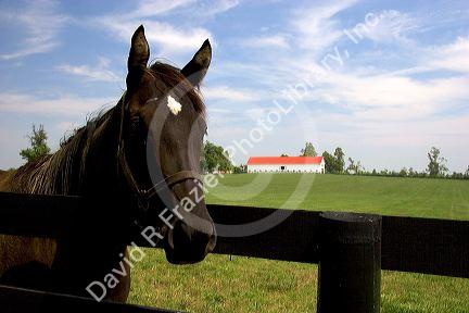 Thoroughbred horse on a farm near Lexington, Kentucky.
