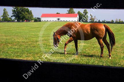 Horse grazes on a farm near Lexington, Kentucky.