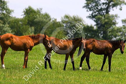 Three yearling horses in the blue grass country of Kentucky near Lexington.