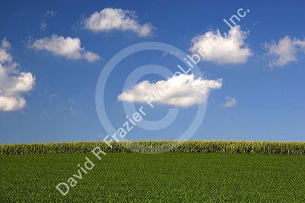 Corn and soy bean crops, Iowa.