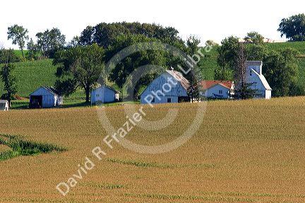A corn field and farm in Iowa.