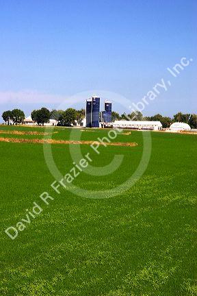 Grain silo and alfalfa field in eastern Nebraska.