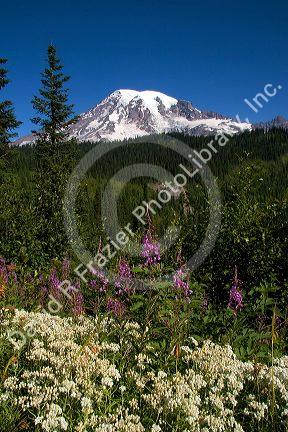 Mt. Rainier with wildflowers in the foreground in Mt. Rainier National Park, Washington.
