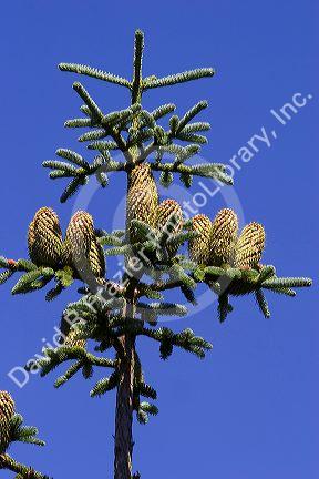 Pine cones hang from a Pacific Silver Fir tree, found only at high altitudes. Mt. Rainier National Park, Washington.