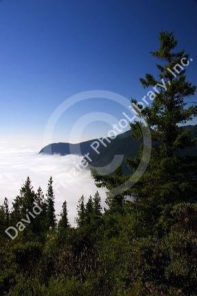 Looking down at clouds from Mt. Walker in  Olympic National Forest, Washington.