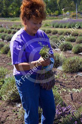 Workers harvest lavender plants near Port Angeles, Washington.