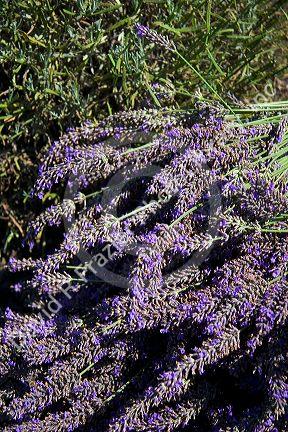 Lavender plants near Port Angeles, Washington.