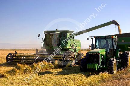Rice grain harvest near Richvale, California.  Combine empties rice into trailer.