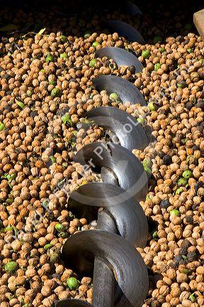 Newly harvested walnuts fill the back of a transporter in Glenn, California.