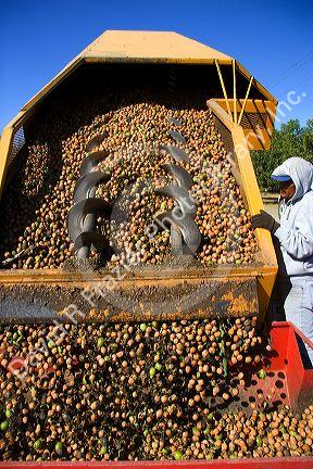 A worker views newly harvested walnuts being dumped from the transporter in Glenn, California.