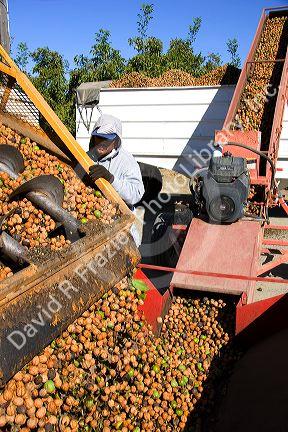 A worker views newly harvested walnuts being dumped from the transporter in Glenn, California.