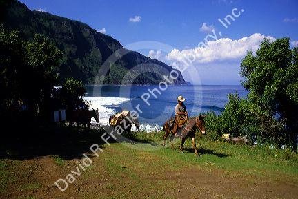 Mule ride to the Kalaupapa peninsula on Molokai, Hawaii.