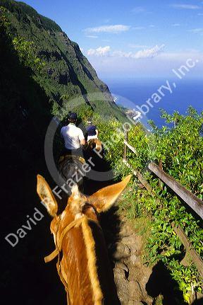 Mule ride to the Kalaupapa peninsula on Molokai, Hawaii.
