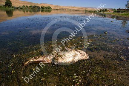 Fish kill on the Snake River in Idaho. Catfish died from pollution and environmental causes.