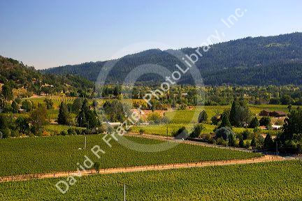 Valley with vineyards in Calistoga, California.