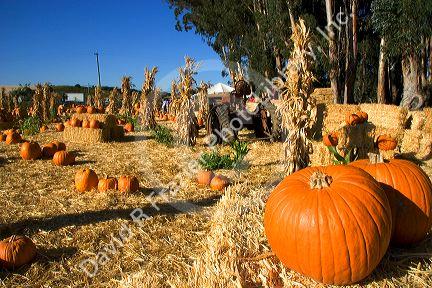 A farm selling pumpkins near San Rafael, California.