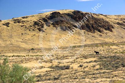 Wild horse in southwest Idaho open range.