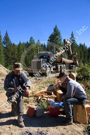 Loggers having a lunch break on the job of a logging operation in the Boise National Forest, Idaho.