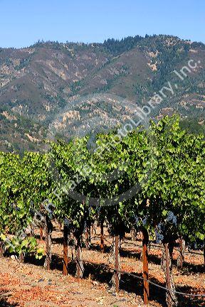 Wine grapes hang from the vine in Napa Valley, California.