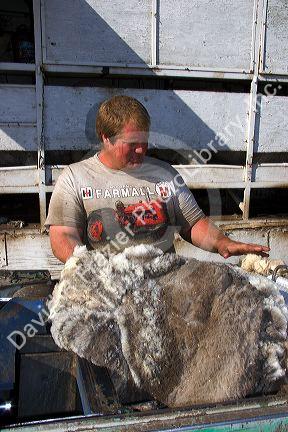 Sheep shearing worker examines the pelt cut from a sheep in Camas County, Idaho.