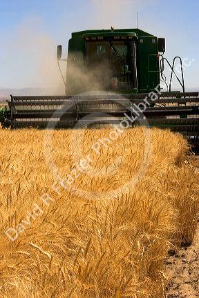 A combine harvesting wheat grain in Eastern Oregon.
