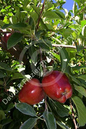 Ripe Red Delicious apples hang from a tree branch in Canyon County, Idaho.