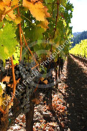 Wine grapes hang from the vine in Napa Valley, California.