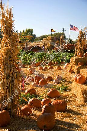 A farm selling pumpkins near San Rafael, California.