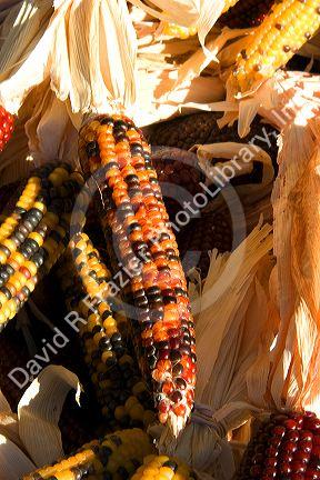 Multi colored Indian Corn on the cob.