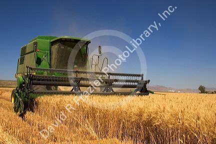 A combine harvesting wheat grain in Eastern Oregon.