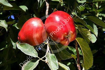 Red delicious apples hang from a tree branch in Canyon County, Idaho.