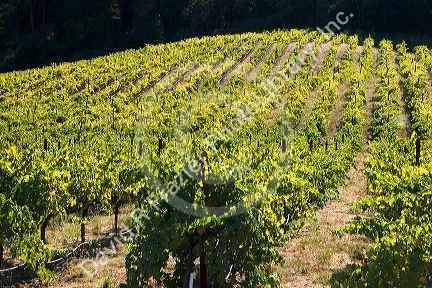 Rows of grapes grow at a vineyard in Napa Valley, California.