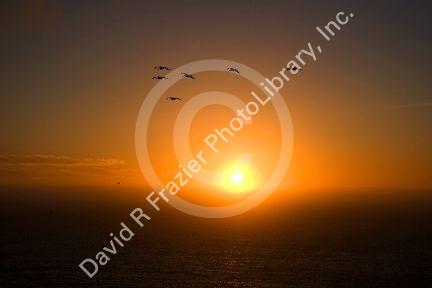 Pelicons flying at sunset on the California Coast near San Francisco, California.