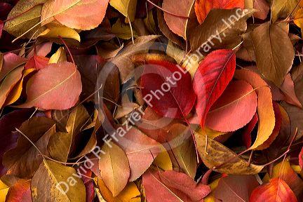 Autumn colors of fallen leaves in Idaho. Mostly ornamental pear.