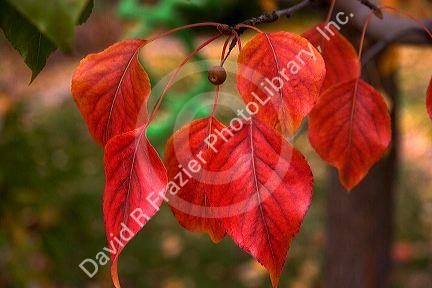 Fall colors on ornamental pear tree leaves in Idaho.