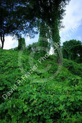 Kudzu vine in Mississippi.