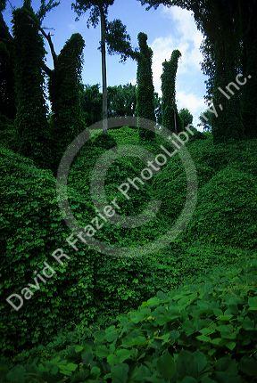 Kudzu vine in Mississippi.