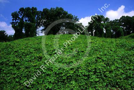 Kudzu vine in Mississippi.