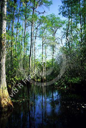 The Okefenokee Swamp in Georgia.