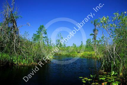 The Okefenokee Swamp in Georgia.
